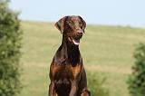 DOBERMANN 1081